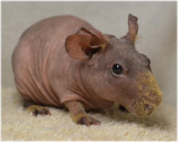 スキニーギニアピッグ