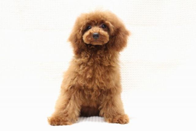 トイプードル