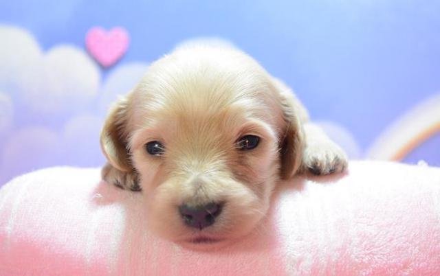 ミニチュアダックスフンド