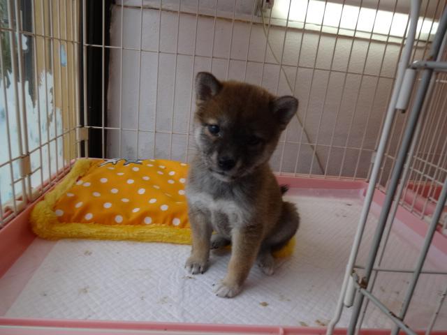 柴犬