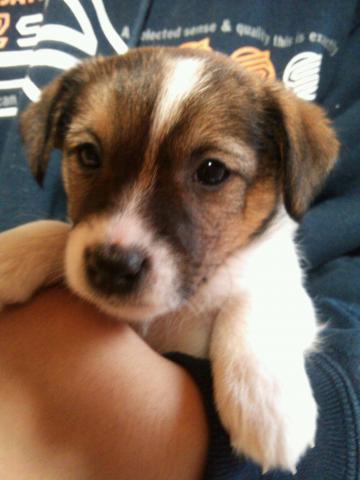 ジャックラッセルテリア