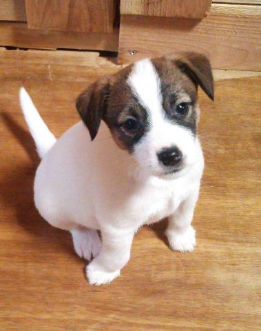 ジャックラッセルテリア