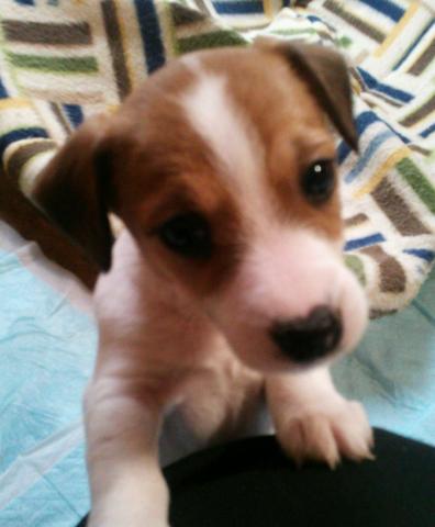 ジャックラッセルテリア