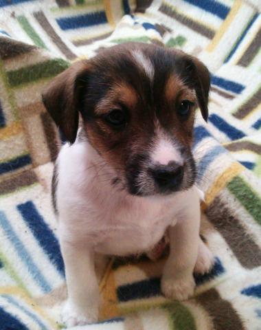 ジャックラッセルテリア