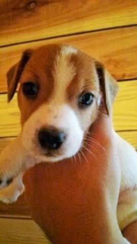 ジャックラッセルテリア