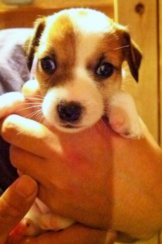 ジャックラッセルテリア