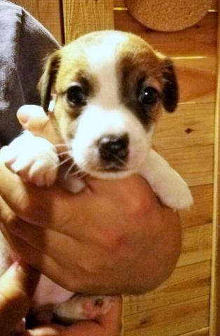 ジャックラッセルテリア