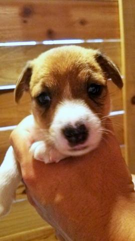 ジャックラッセルテリア