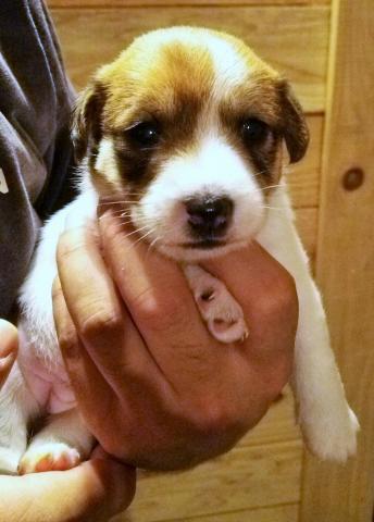 ジャックラッセルテリア