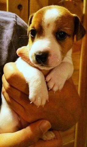 ジャックラッセルテリア