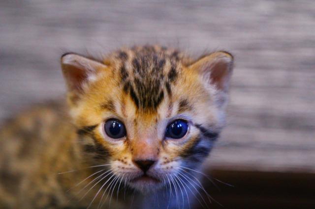 ベンガル　ブラウンフルロゼット