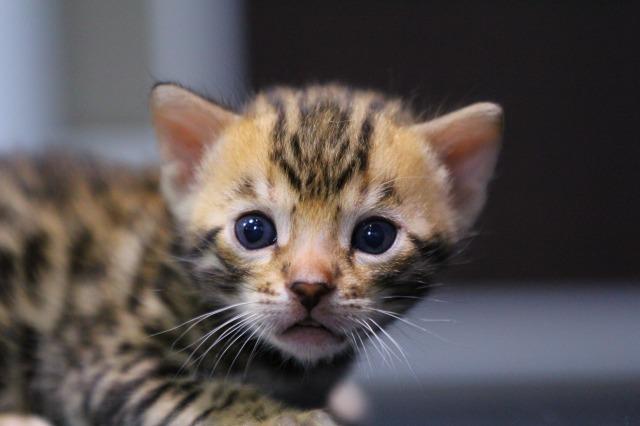 ベンガル　ブラウンフルロゼット