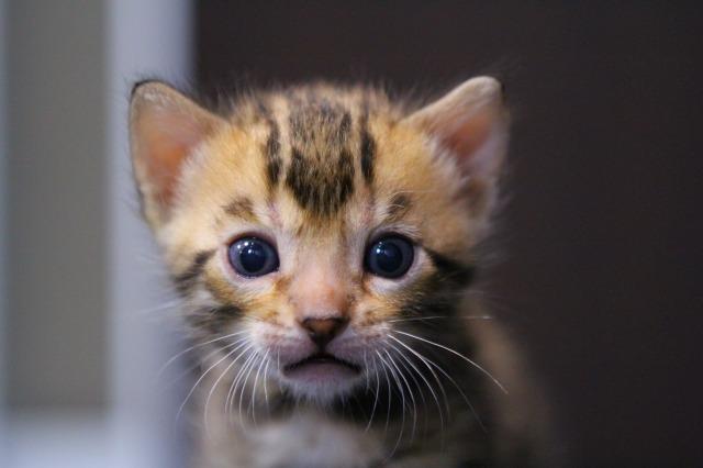 ベンガル　ブラウンフルロゼット