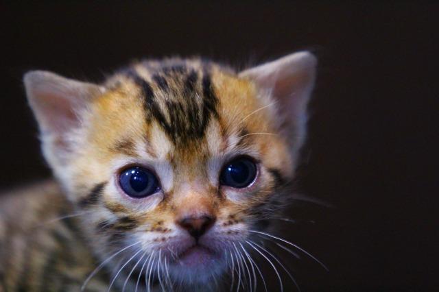 ベンガル　ブラウンフルロゼット