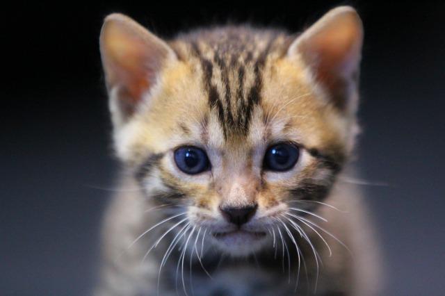 ベンガル ブラウンロゼット