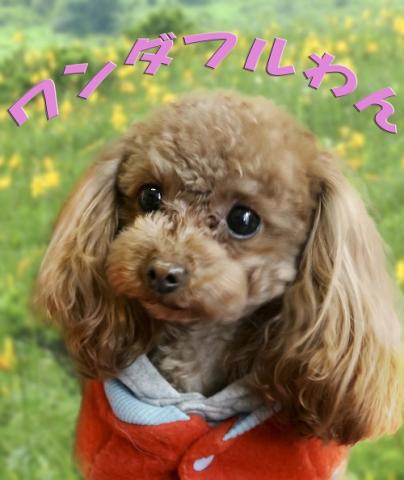 看板犬（ティーカップの陽菜）