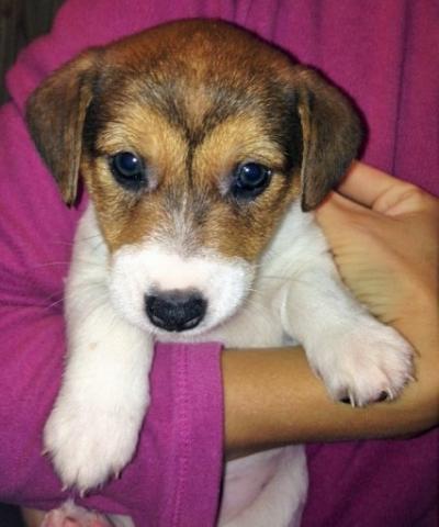 ジャックラッセルテリア