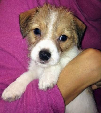 ジャックラッセルテリア