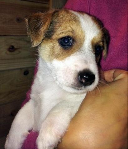 ジャックラッセルテリア