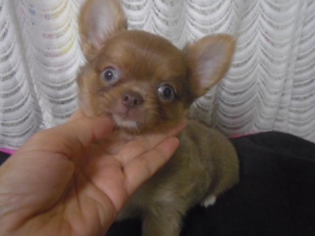 チワワ（ロングコート）