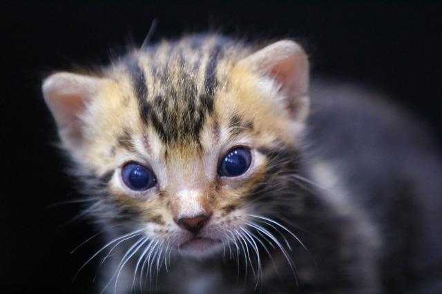 ベンガル ブラウン・マーブルド・タビー