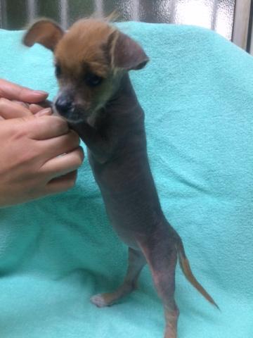 チャイニーズクレステッドドッグ