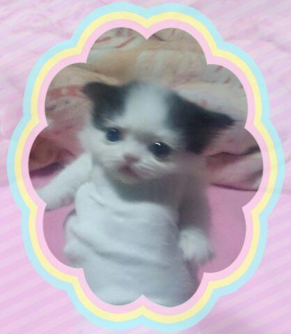 エキゾチックショートヘアー