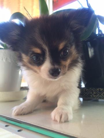 チワワ（ロングコート）ブラックホワイト