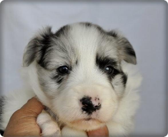 ボーダーコリー