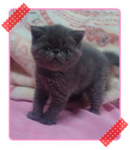 エキゾチックショートヘアー