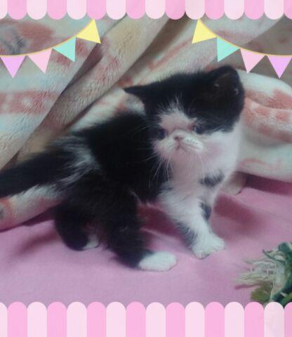 エキゾチックショートヘアー