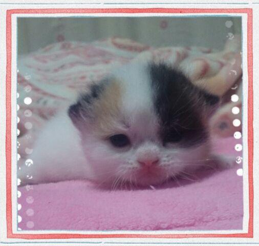 エキゾチックショートヘアー