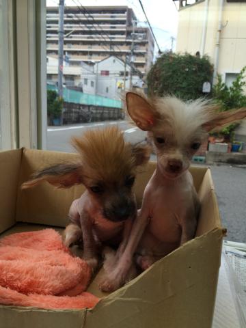 チャイニーズクレステッドドッグ