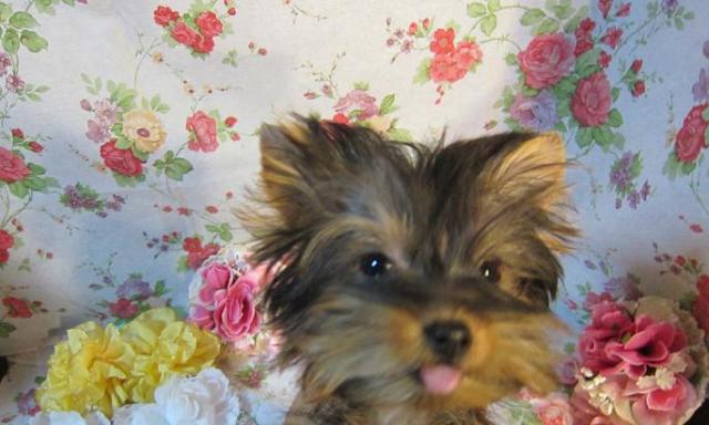 ヨークシャーテリア