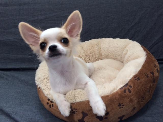 チワワ(ロングコート)