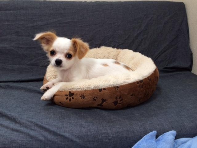 チワワ(ロングコート)