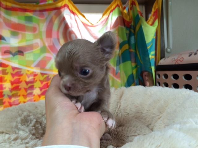 チワワ（ロングコート）