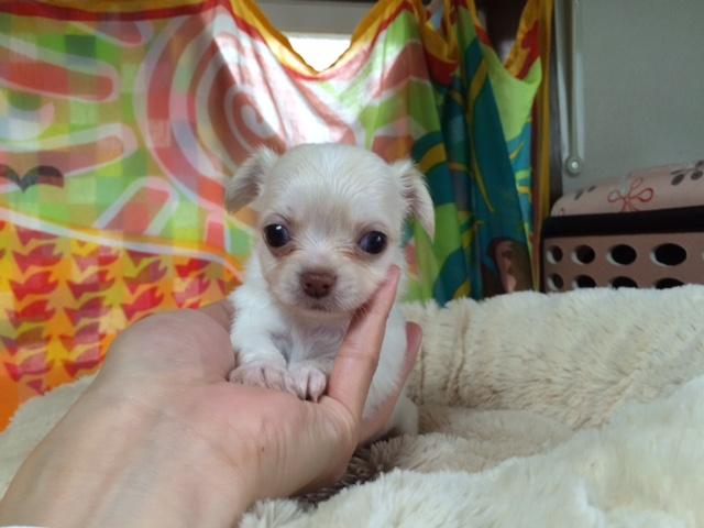 チワワ（ロングコート）