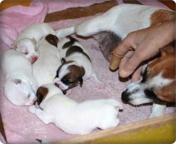 ジャックラッセルテリア