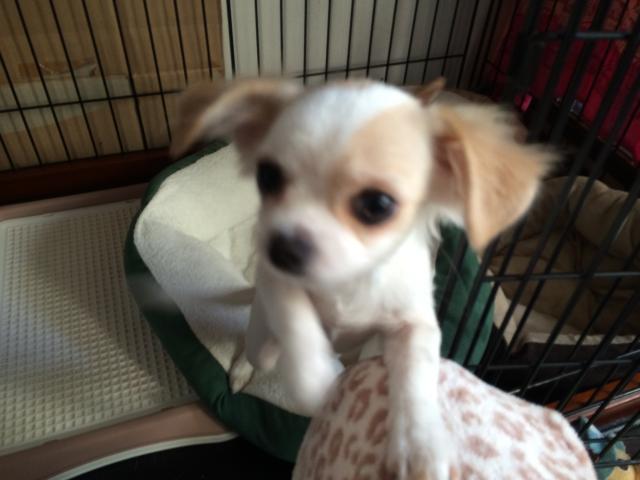 チワワ（ロングコート）