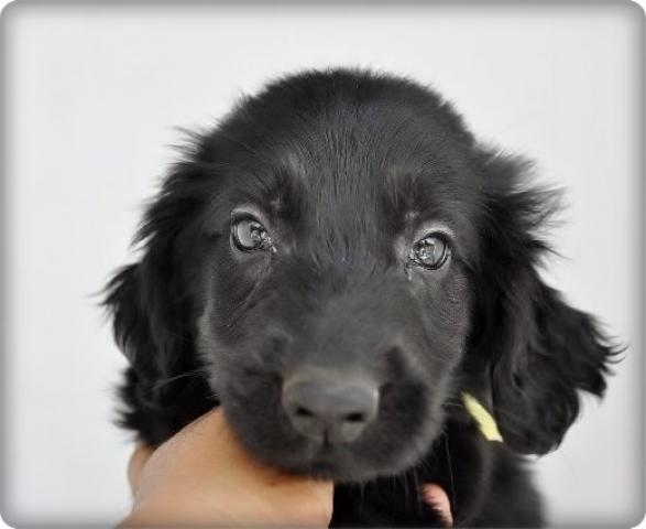 フラットコーテッドレトリーバー