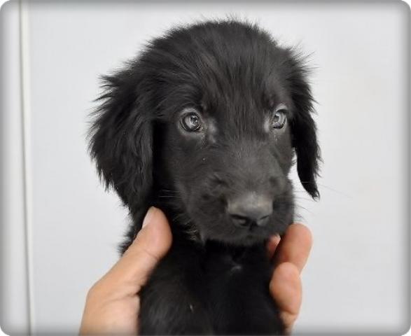 フラットコーテッドレトリーバー