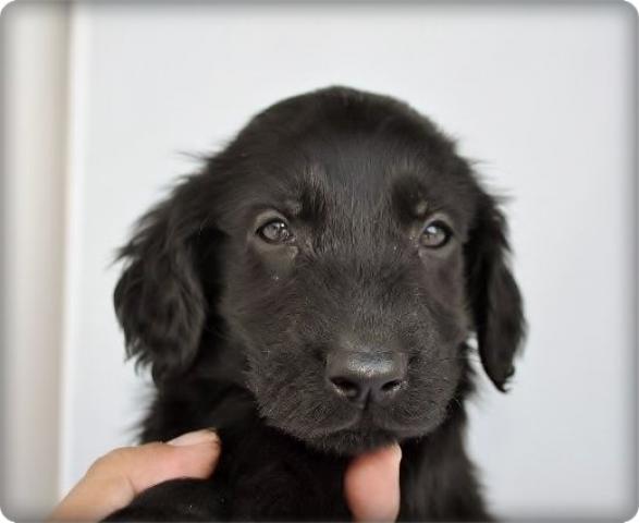 フラットコーテッドレトリーバー