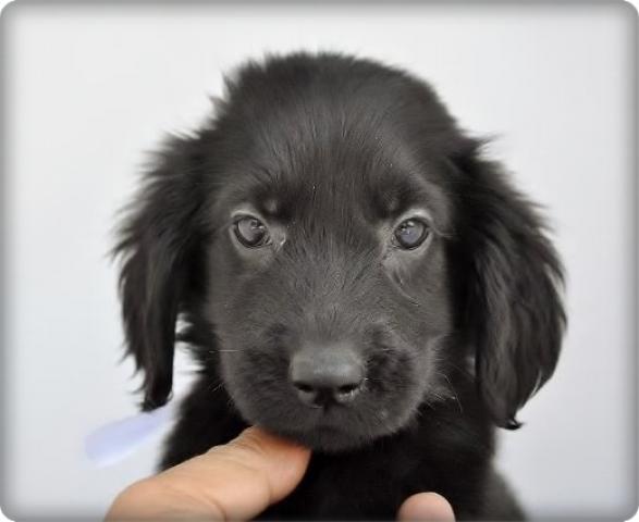 フラットコーテッドレトリーバー