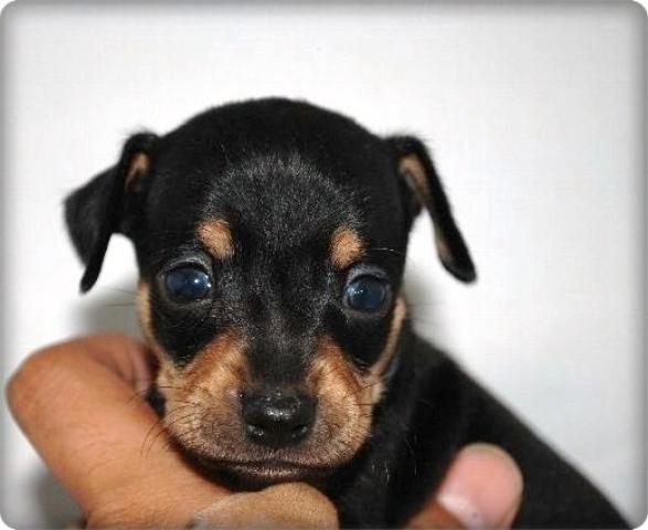 ミニチュアピンシャー