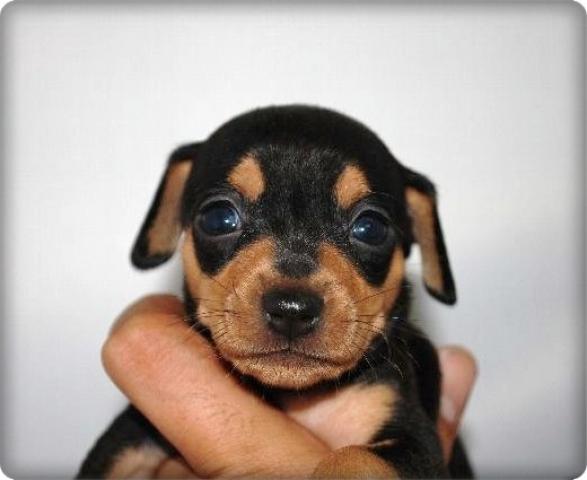 ミニチュアピンシャー