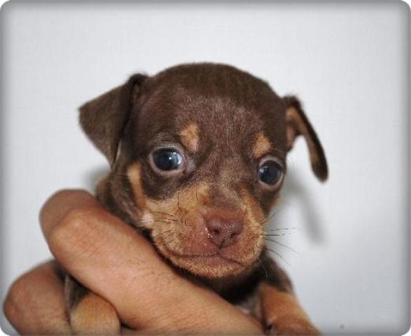 ミニチュアピンシャー