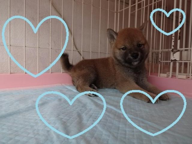 柴犬