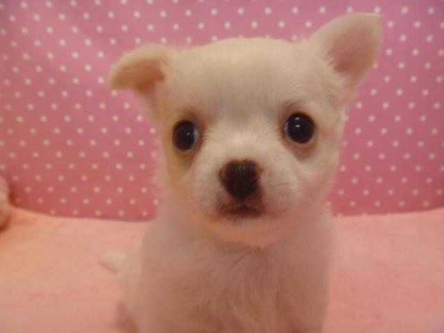 チワワ（ロングコート）