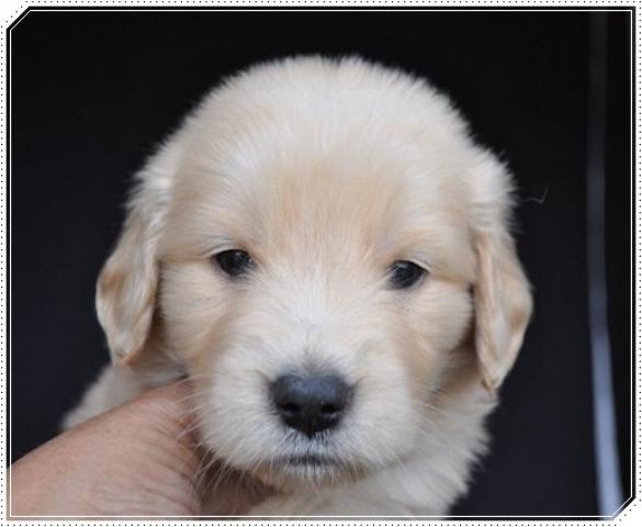 ゴールデンレトリーバー